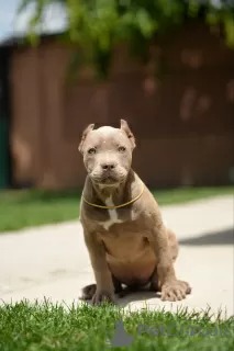 Zdjęcie №4. Sprzedam american bully w Belgrad. hodowca - cena - negocjowane