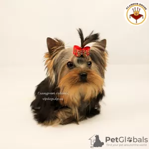 Zdjęcie №4. Sprzedam yorkshire terrier w Kijów. prywatne ogłoszenie, od żłobka, hodowca - cena - 6876zł