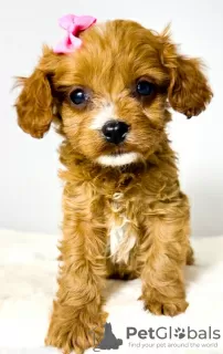 Dodatkowe zdjęcia: Cavapoo-cavapoo (pudel zabawkowy Cavalier)