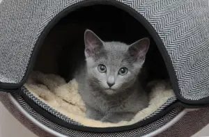 Zdjęcie №3. Kocięta Russian blue w przemiłych dłoniach. Białoruś