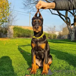 Dodatkowe zdjęcia: Doberman