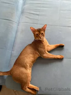 Dodatkowe zdjęcia: Abyssinian Cat Vyatka Moskwa