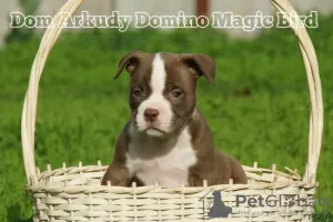 Zdjęcie №1. american bully - na sprzedaż w Saratov | 5157zł | Zapowiedź №29750