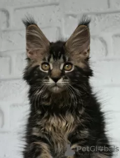 Dodatkowe zdjęcia: Kocięta Maine Coon