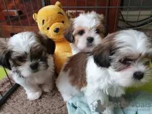 Zdjęcie №1. shih tzu - na sprzedaż w Waterford | 1256zł | Zapowiedź №71873