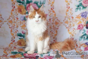 Zdjęcie №1. maine coon - na sprzedaż w Ryazan | 1251zł | Zapowiedź № 7060