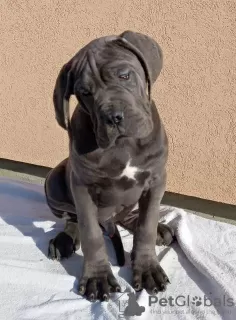 Dodatkowe zdjęcia: Szczenięta Cane Corso