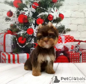 Zdjęcie №1. yorkshire terrier - na sprzedaż w Petersburg | 2980zł | Zapowiedź №8353