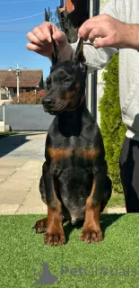 Dodatkowe zdjęcia: Doberman szczenięta na sprzedaż