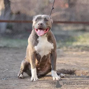 Dodatkowe zdjęcia: American Bully Puppies