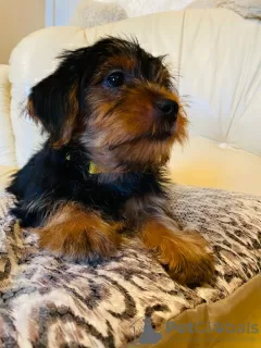 Zdjęcie №3. Szczenięta Yorkshire Terrier. Federacja Rosyjska