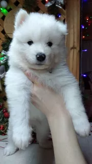 Dodatkowe zdjęcia: Samoyed Puppies Bear