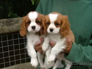 Zdjęcie №3. Sprzedam szczenięta rasy Cavalier King Charles. Niemcy