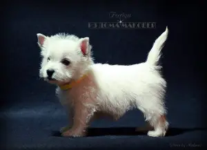 Dodatkowe zdjęcia: West Highland White Terrier ze wspaniałej pary!