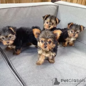 Zdjęcie №1. yorkshire terrier - na sprzedaż w Andermatt | Bezpłatny | Zapowiedź №130470