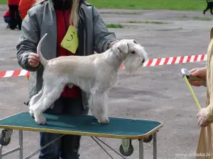 Zdjęcie №3. Handler w Nowosybirsku w Federacja Rosyjska