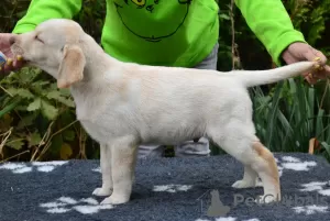 Zdjęcie №2 do zapowiedźy № 78133 na sprzedaż  labrador retriever - wkupić się Ukraina prywatne ogłoszenie