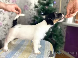 Zdjęcie №1. jack russell terrier - na sprzedaż w Iżewsk | 1226zł | Zapowiedź №8242