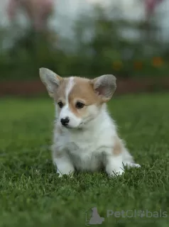 Dodatkowe zdjęcia: Szczeniaki Welsh Corgi Pembroke