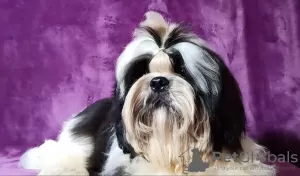 Dodatkowe zdjęcia: Shih tzu