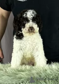 Dodatkowe zdjęcia: Lagotto Romagnolo PIĘKNE szczenięta