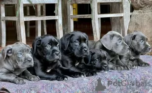 Zdjęcie №2 do zapowiedźy № 120577 na sprzedaż  cane corso - wkupić się Wielka Brytania hodowca