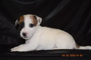 Dodatkowe zdjęcia: Szczenięta Jack Russell Terrier