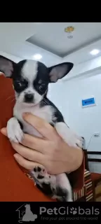 Dodatkowe zdjęcia: Mini Chihuahua