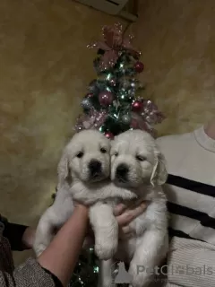 Dodatkowe zdjęcia: Golden retriever szczenięta