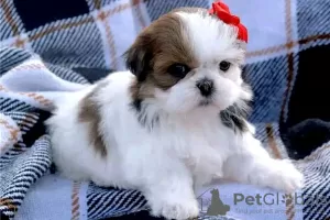 Zdjęcie №1. shih tzu - na sprzedaż w Онфлёр | 2093zł | Zapowiedź №31690