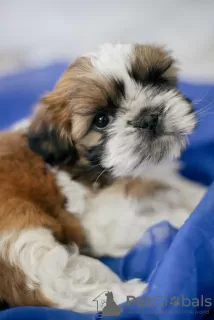 Zdjęcie №2 do zapowiedźy № 9747 na sprzedaż  shih tzu - wkupić się Ukraina 