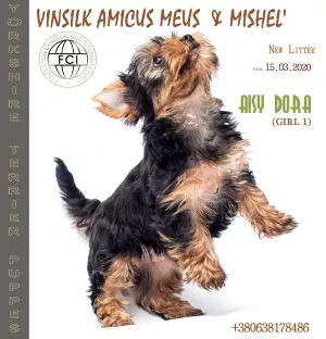 Zdjęcie №3. szczeniak yorkshire terrier dziewczyna standard KSU. Ukraina