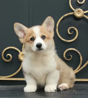 Zdjęcie №1. welsh corgi - na sprzedaż w Москва | 3961zł | Zapowiedź №110820