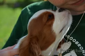 Zdjęcie №3. Cavalier King Charles Spaniel ZKWP/FCI. Polska