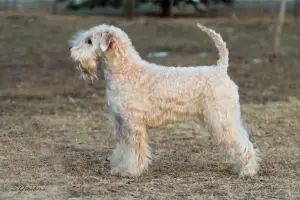 Zdjęcie №1. irish soft coated wheaten terrier - na sprzedaż w Chabarowsk | Negocjowane | Zapowiedź №2062