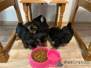 Zdjęcie №1. yorkshire terrier - na sprzedaż w Berlin | Bezpłatny | Zapowiedź №126608