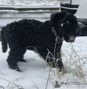 Dodatkowe zdjęcia: Kerry blue terrier szczenięta