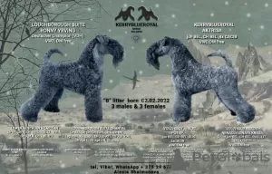 Zdjęcie №2 do zapowiedźy № 19320 na sprzedaż  kerry blue terrier - wkupić się Białoruś hodowca