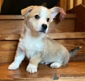 Zdjęcie №1. welsh corgi - na sprzedaż w Штутгарт | 1674zł | Zapowiedź №41582