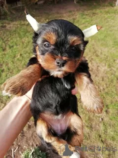 Zdjęcie №1. yorkshire terrier biewer, yorkshire terrier - na sprzedaż w Pärnu | 1884zł | Zapowiedź №97667