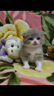 Zdjęcie №3. Cute little girl scottish fold. Ukraina