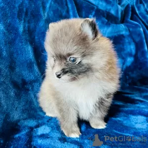 Zdjęcie №3. Dostępne szczenię pomeranian. USA