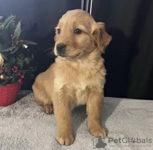 Zdjęcie №1. golden retriever - na sprzedaż w Nowy Jork | 2377zł | Zapowiedź №102892