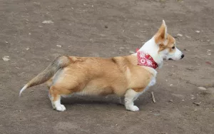 Dodatkowe zdjęcia: Dziewczyna Welsh Corgi Pembroke