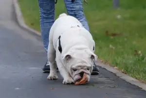 Zdjęcie №1. buldog angielski - na sprzedaż w Moskwa | 8529zł | Zapowiedź №1788