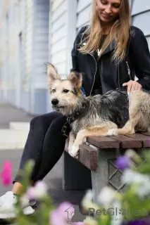 Dodatkowe zdjęcia: Zabawna krakozyabrochka