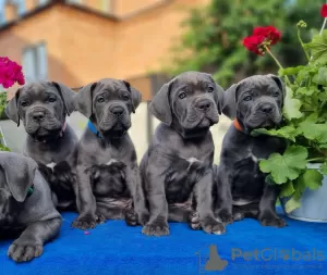 Zdjęcie №1. cane corso - na sprzedaż w Połtawa | 7003zł | Zapowiedź №86326