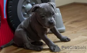 Zdjęcie №3. Piękne szczenięta rasy Staffordshire Bull Terrier. Irlandia