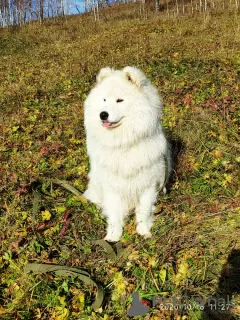 Zdjęcie №1. samojed (rasa psa) - na sprzedaż w Czelabińsk | 747zł | Zapowiedź №6153