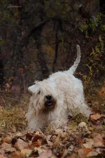 Zdjęcie №3. Szczenięta Irlandzki Soft Coated Wheaten Terrier.. Federacja Rosyjska